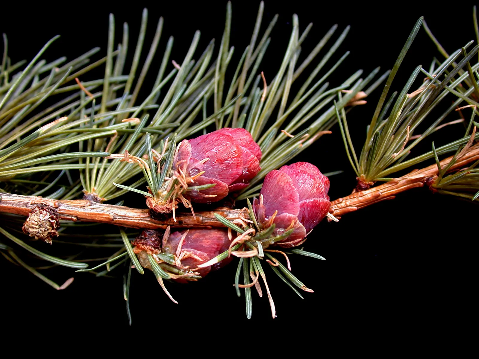 Tamarack (Larix Laricina) — Prefers full sun and well-drained acidic soil; while its fall coloration makes it an outstanding specimen for seasonal displays