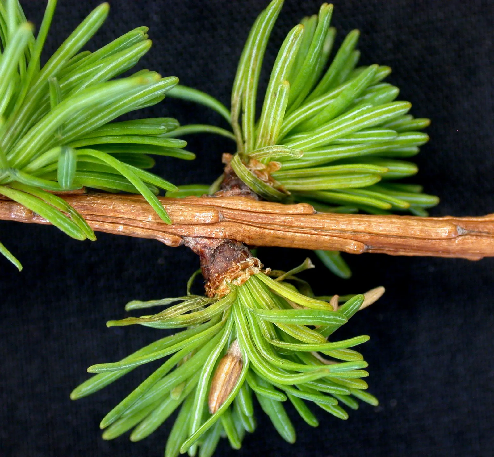 Tamarack (Larix Laricina) — Adaptable to wet conditions, it thrives in zones 2-5; is a deciduous conifer notable for its slender needles and pyramidal shape