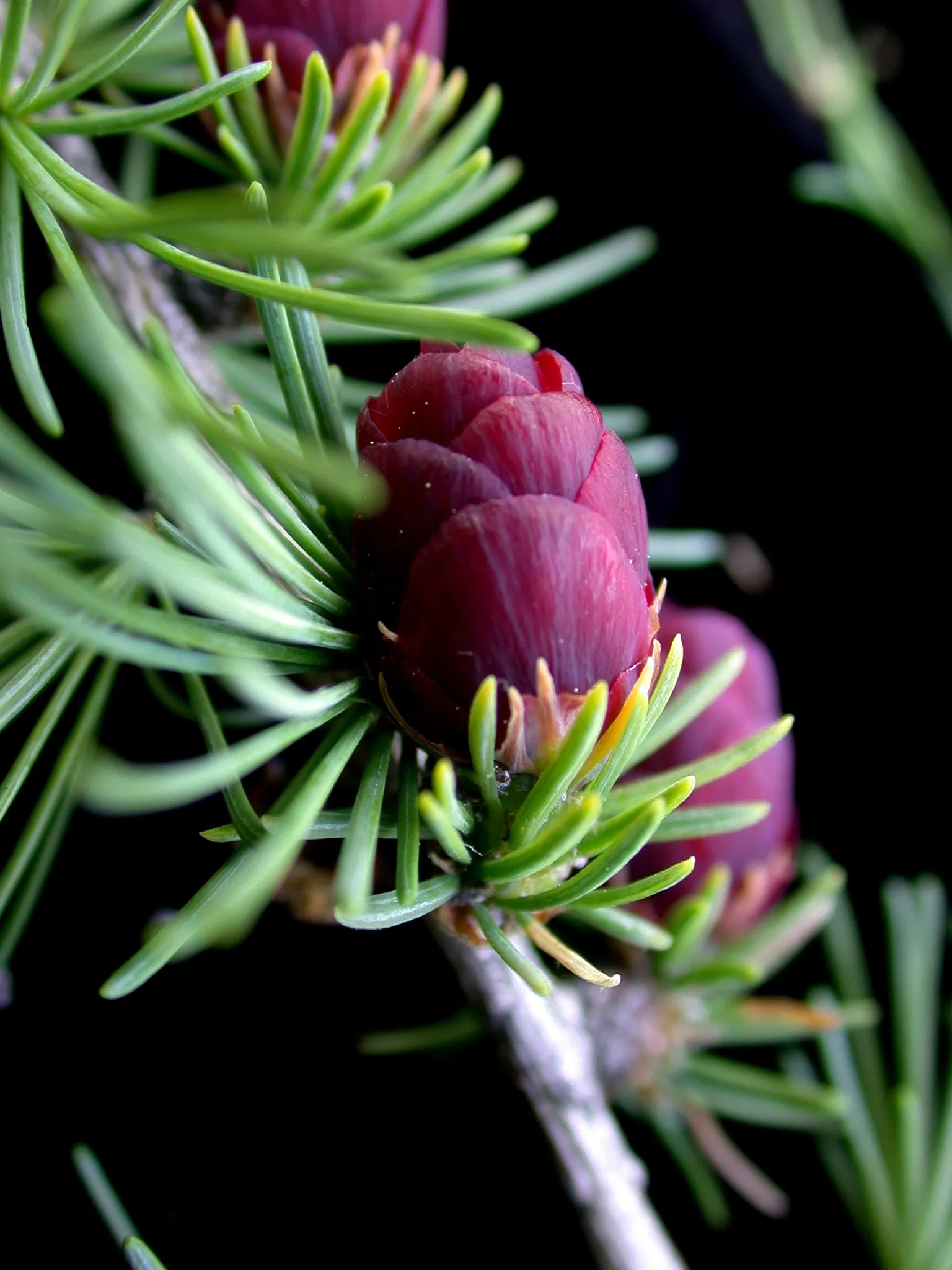 Tamarack (Larix Laricina) — with a spread of around 15-30 feet; making it an excellent choice for boggy or poorly drained areas