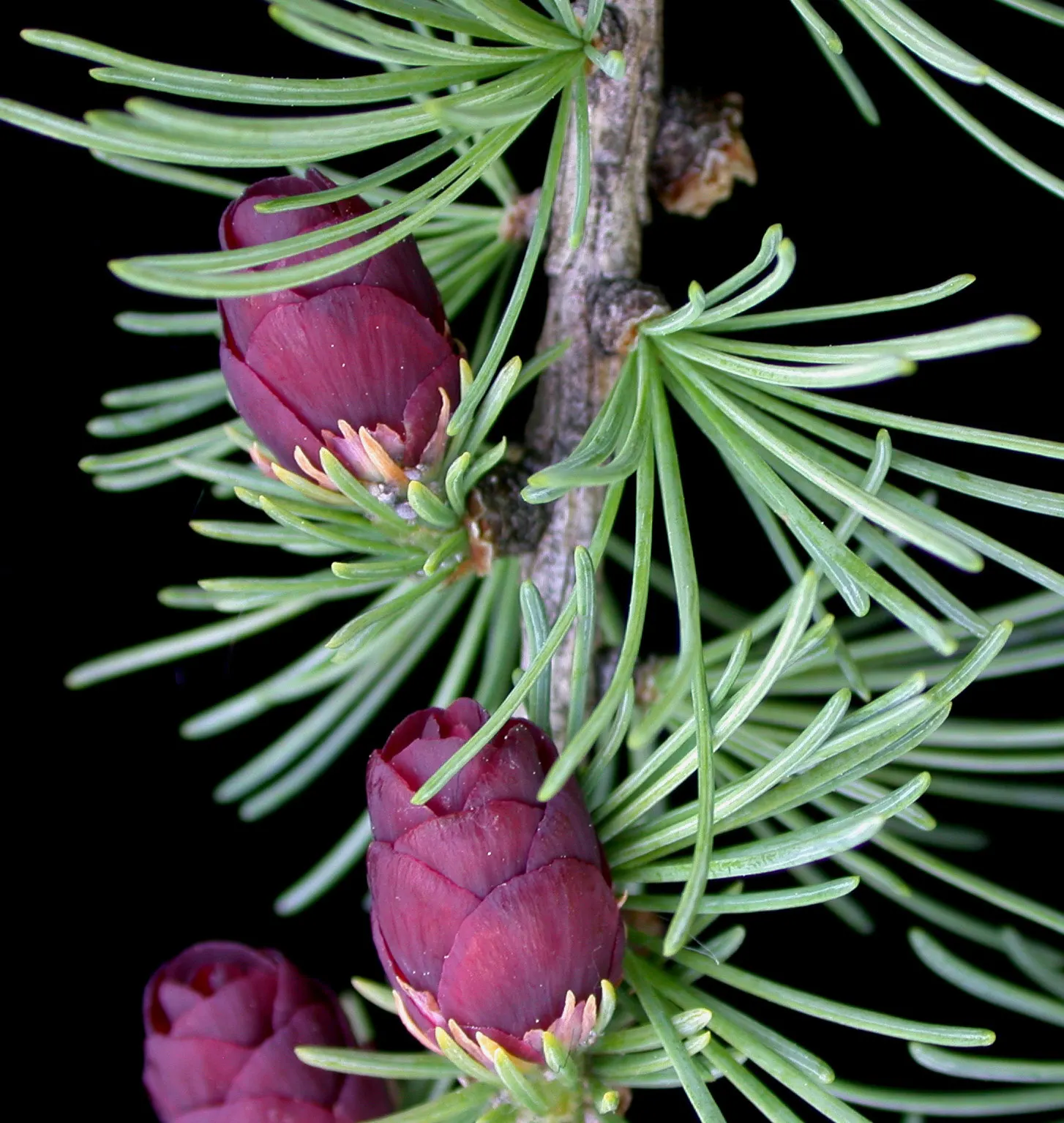 Tamarack (Larix Laricina) — with growth rates of 12 to 24 inches per season.<br><br>When designing landscapes; but it can tolerate wet conditions