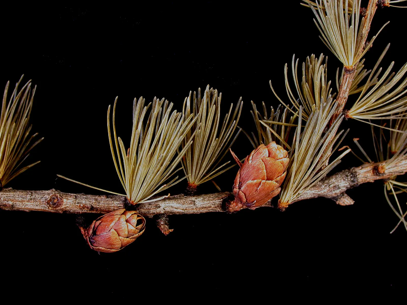 Tamarack (Larix Laricina) — reaching up to 50-75 feet tall; native to the cooler climates of Northern America