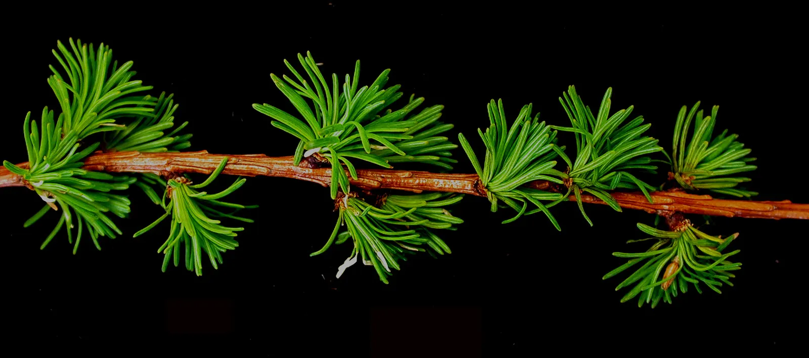 Tamarack (Larix Laricina) — attracting various bird species that relish its small cones and seeds