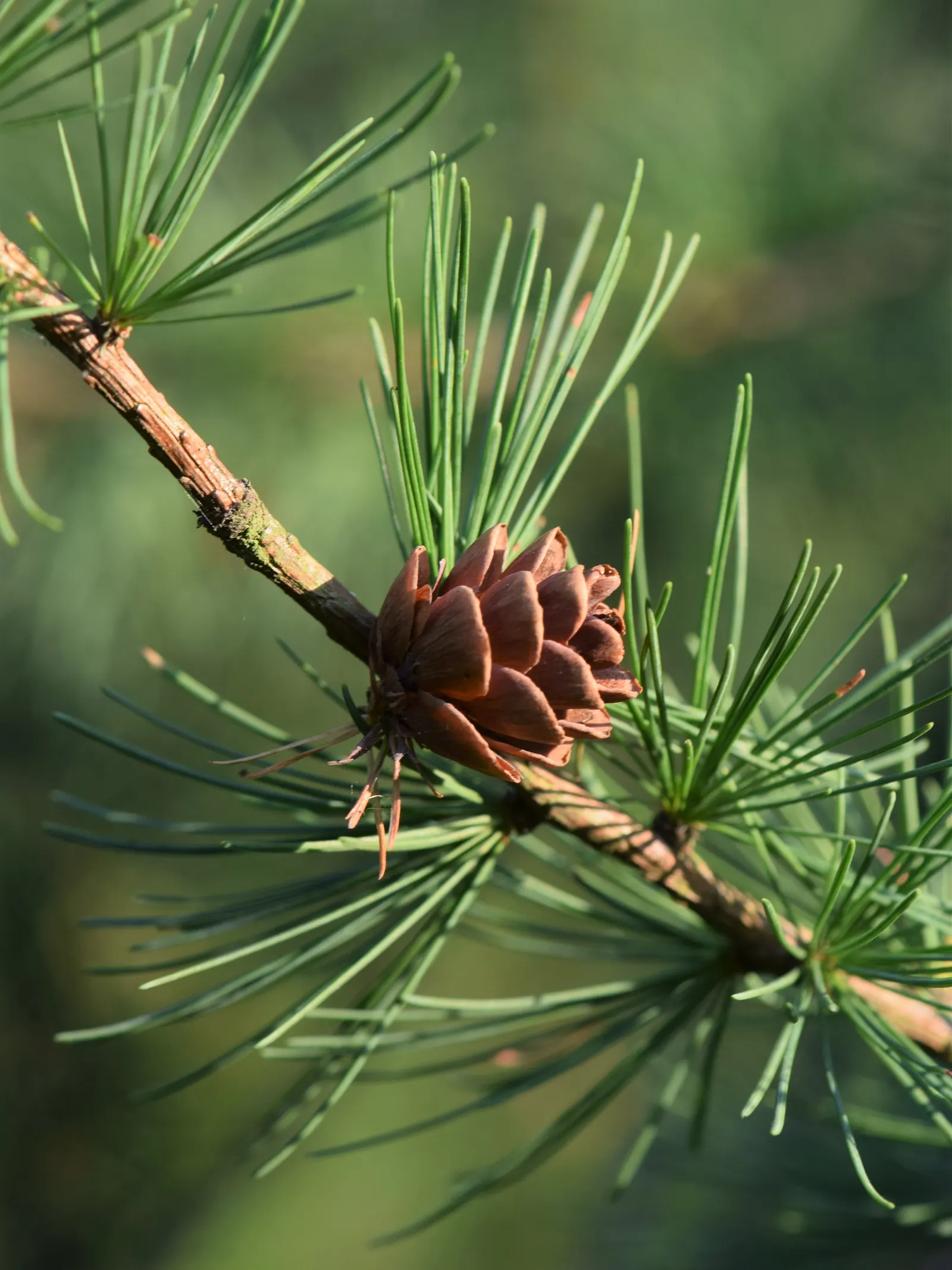 Tamarack (Larix Laricina) — making it a striking vertical element in the landscape; attracting various bird species that relish its small cones and seeds