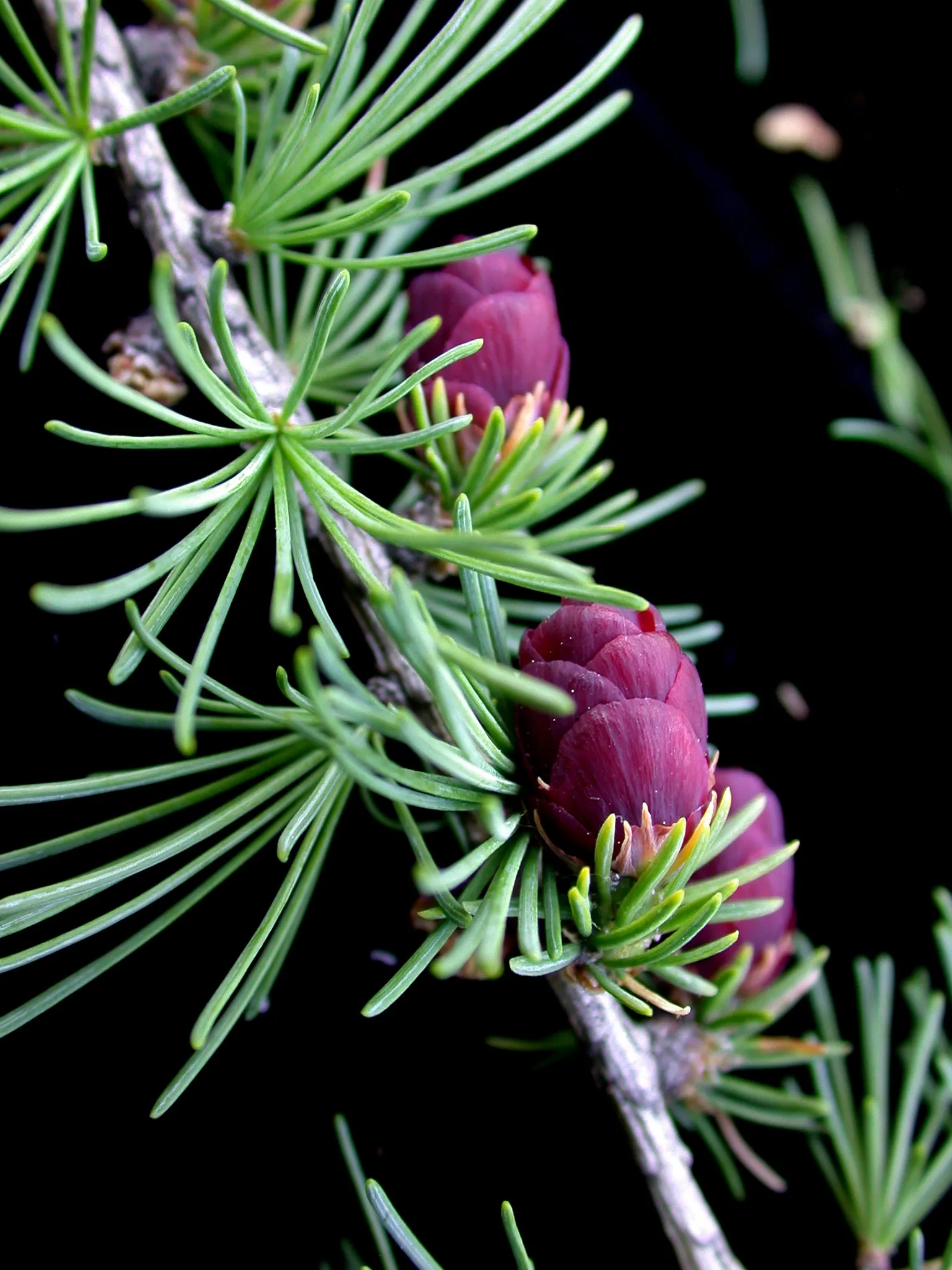 Tamarack (Larix Laricina) — with a spread of around 15-30 feet; making it an excellent choice for boggy or poorly drained areas, image 51