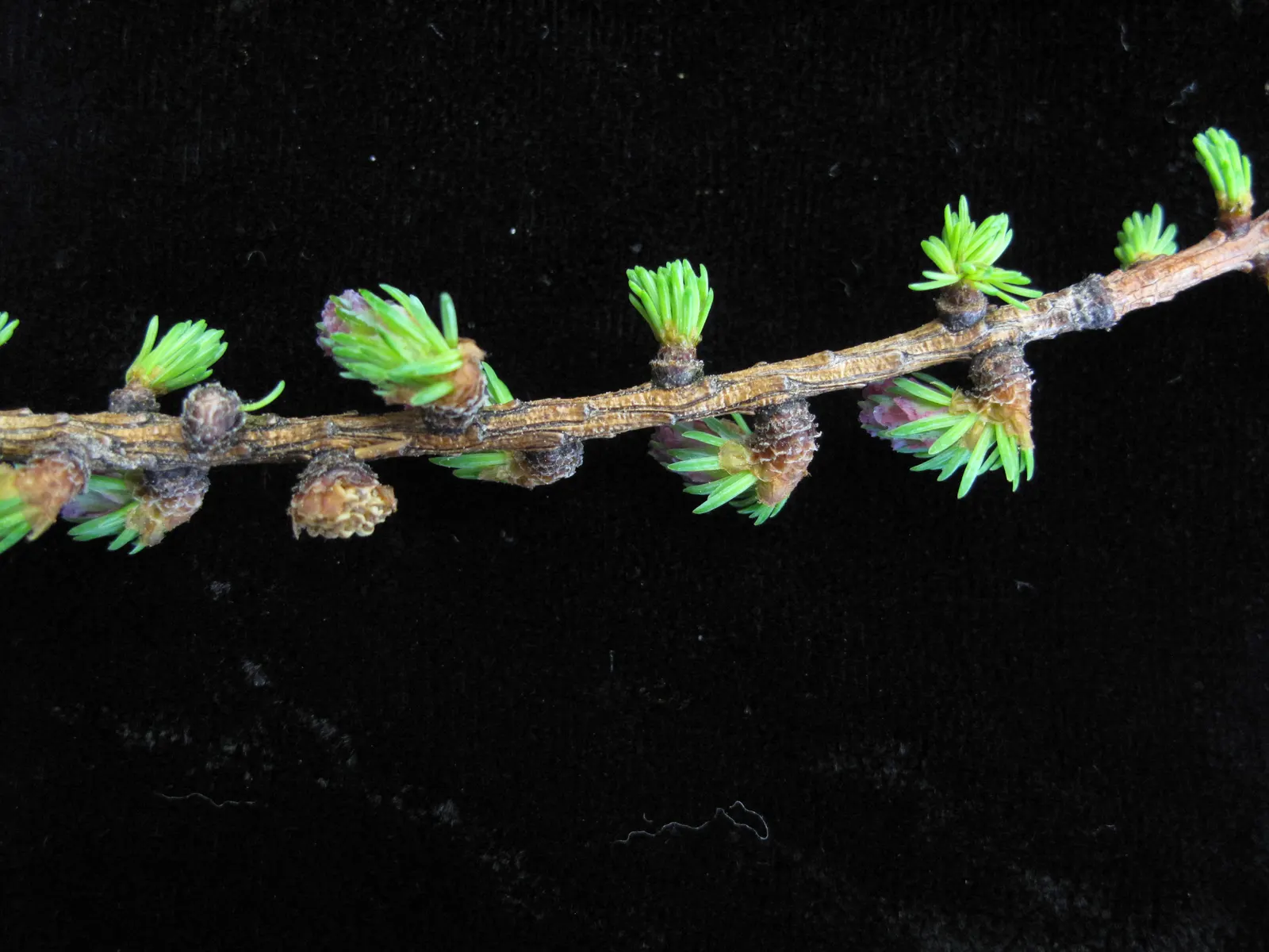 Tamarack (Larix Laricina) — while its fall coloration makes it an outstanding specimen for seasonal displays
