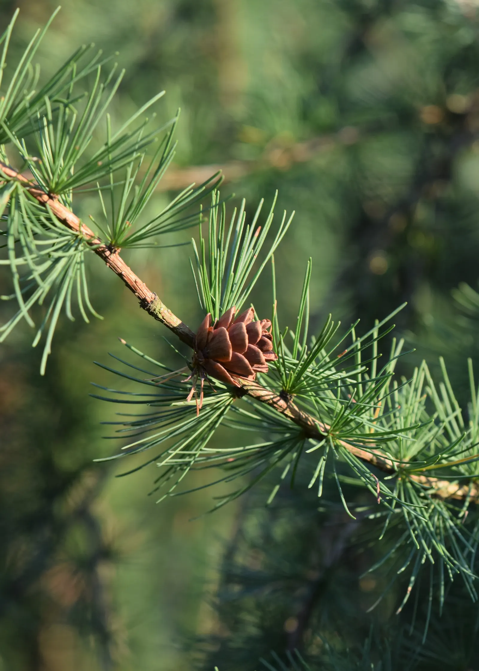 Tamarack (Larix Laricina) — but it can tolerate wet conditions; with growth rates of 12 to 24 inches per season.<br><br>When designing landscapes