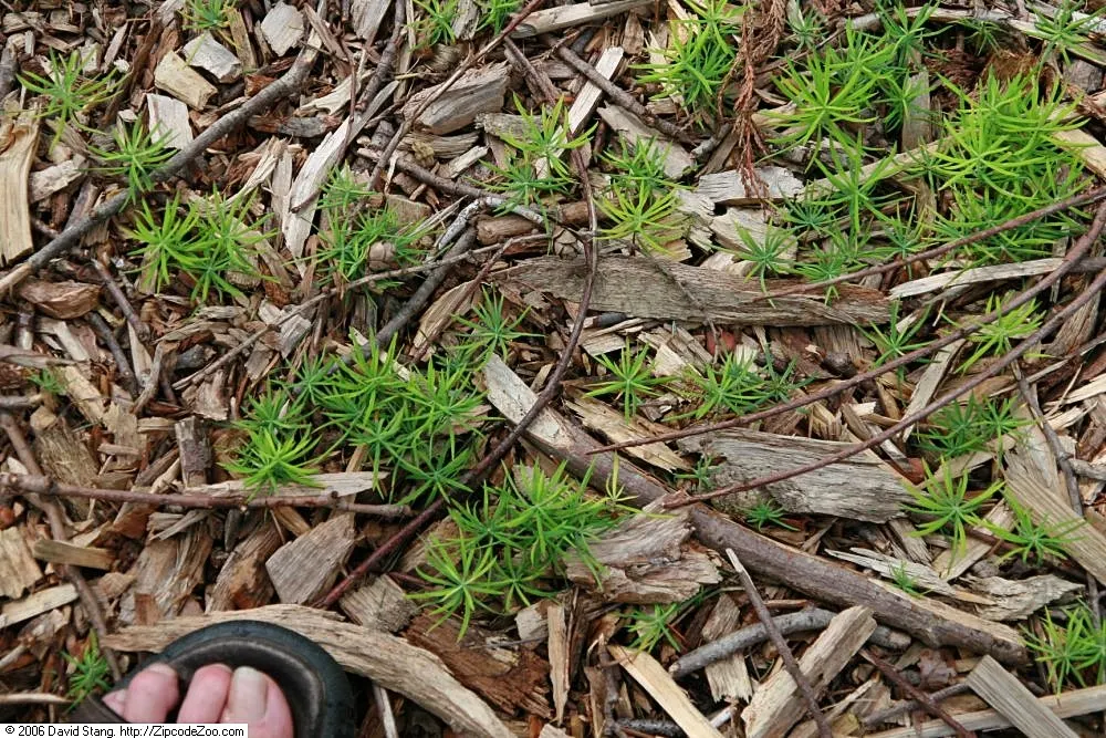 Tamarack (Larix Laricina) — is a deciduous conifer notable for its slender needles and pyramidal shape; adaptable to wet conditions, it thrives in zones 2-5