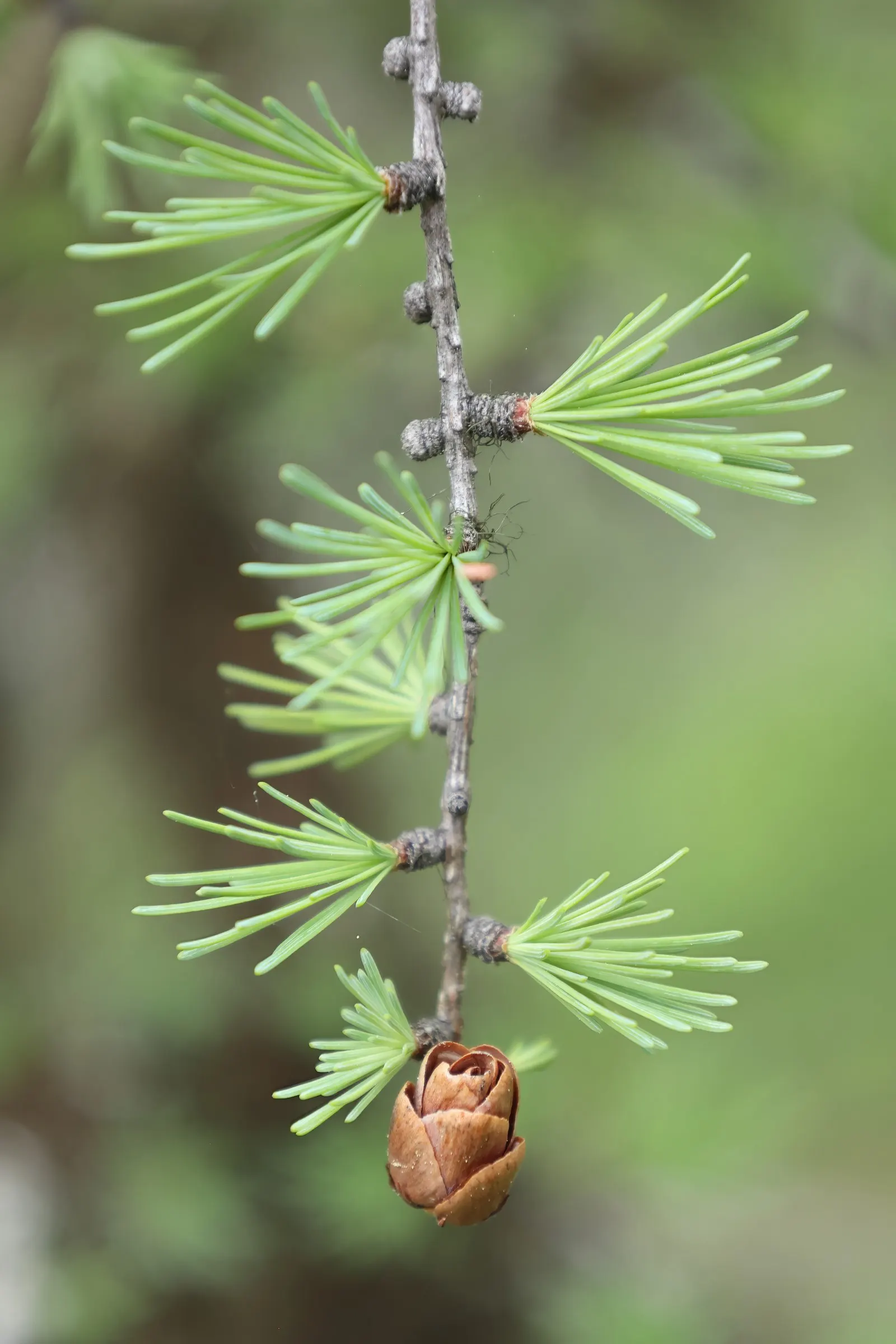 Tamarack (Larix Laricina) — this hardy tree thrives in USDA hardiness zones 2 through 5