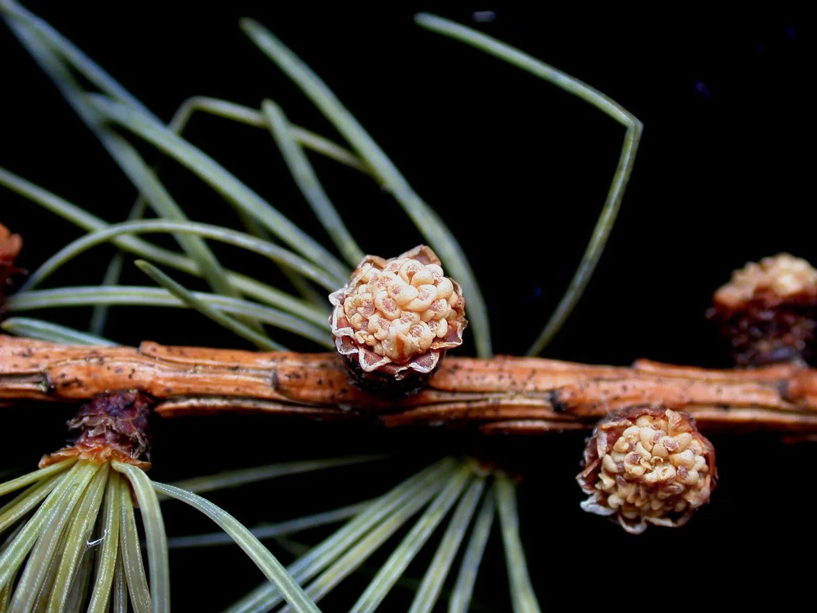 Tamarack (Larix Laricina) — It is a relatively fast-growing tree; providing dynamic visual interest throughout the seasons