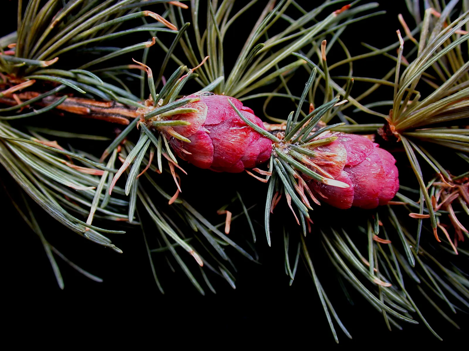 Tamarack (Larix Laricina) — It is a relatively fast-growing tree