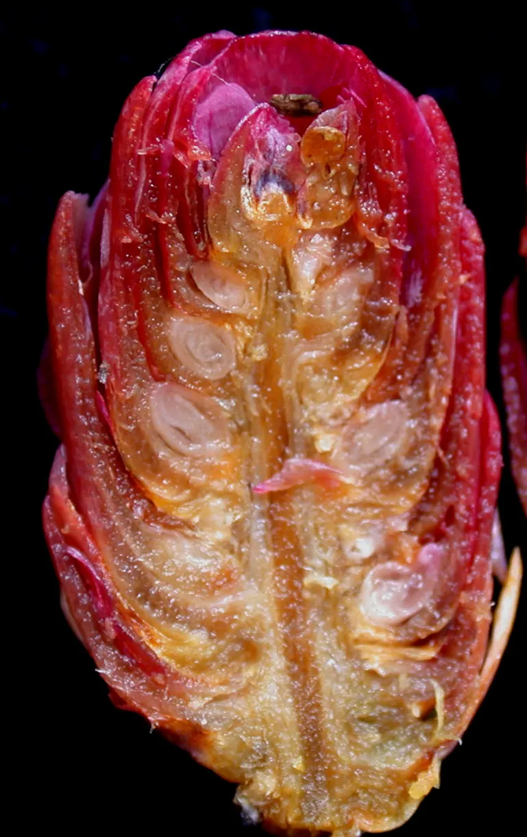 Tamarack (Larix Laricina) — shifting from a bright green in spring to a golden yellow in fall before dropping