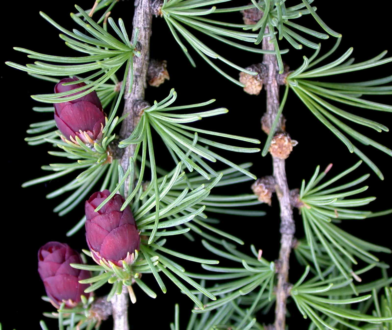 Tamarack (Larix Laricina) — reaching up to 50-75 feet tall