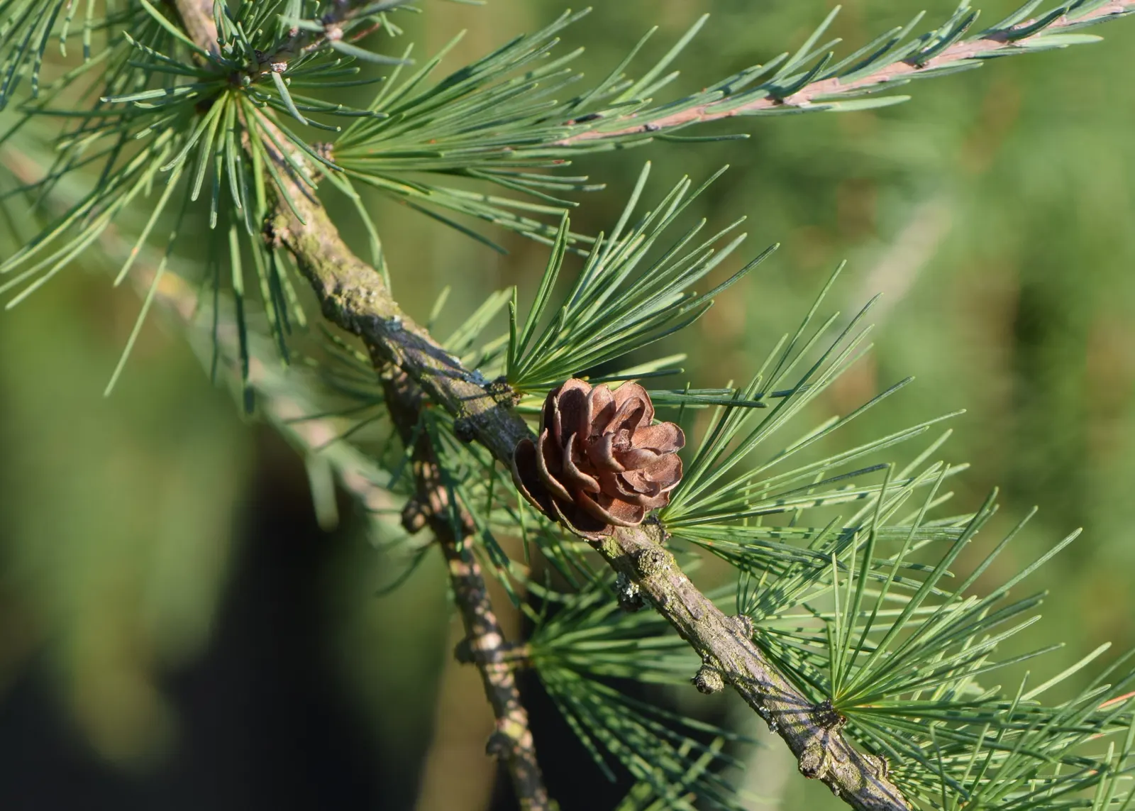 Tamarack (Larix Laricina) — scientifically known as Larix laricina; spring's bright green needles turn golden yellow in fall before shedding