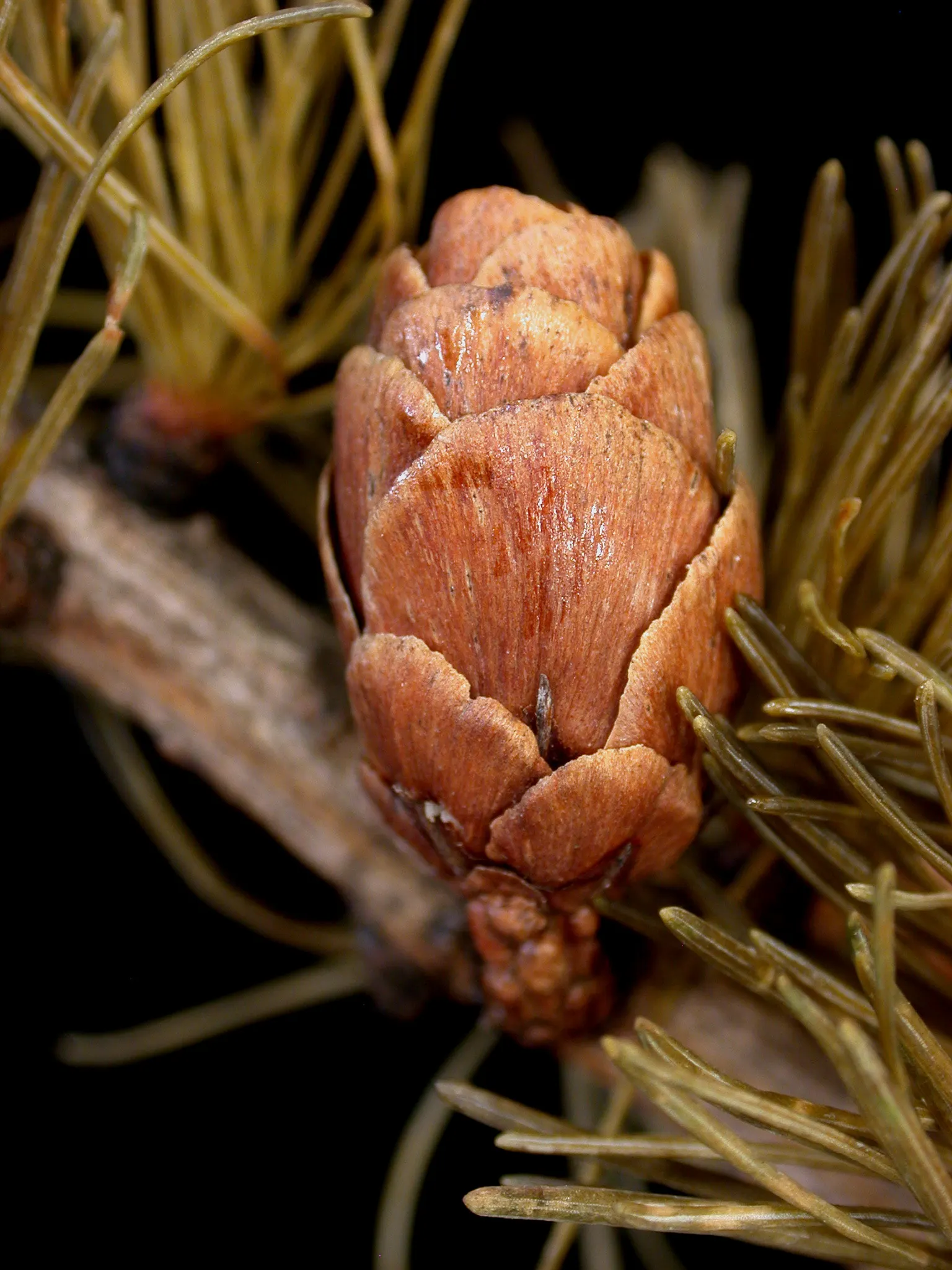 Tamarack (Larix Laricina) — this hardy tree thrives in USDA hardiness zones 2 through 5; is a deciduous conifer of unique character, image 60