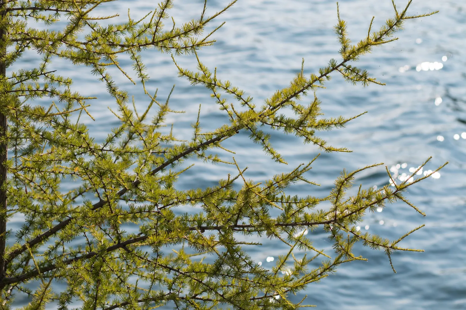 Tamarack (Larix Laricina) — making it a striking vertical element in the landscape; attracting various bird species that relish its small cones and, image 62