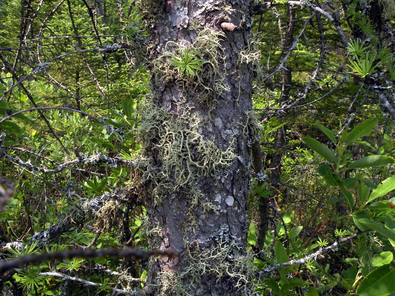 Tamarack (Larix Laricina) — with a spread of around 15-30 feet