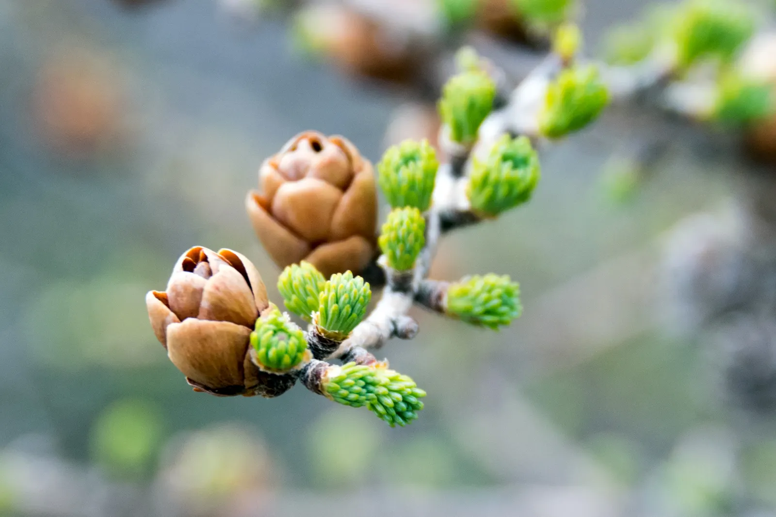 Tamarack (Larix Laricina) — Native to the cooler climates of Northern America; reaching up to 50-75 feet tall