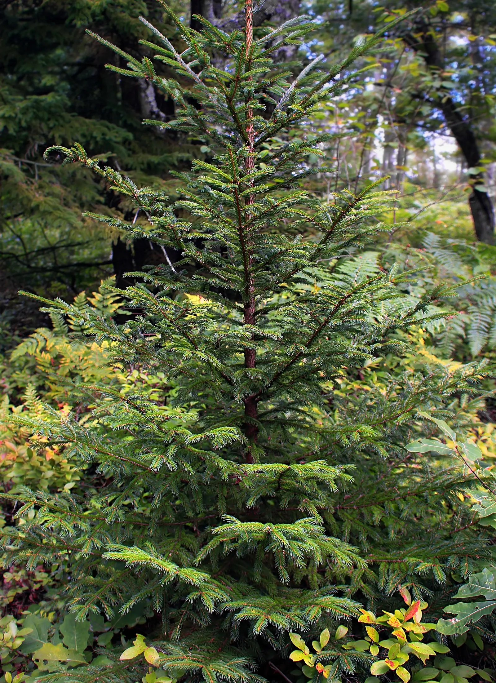 Tamarack (Larix Laricina) — Adaptable to wet conditions, it thrives in zones 2-5; is a deciduous conifer notable for its slender needles and, image 52