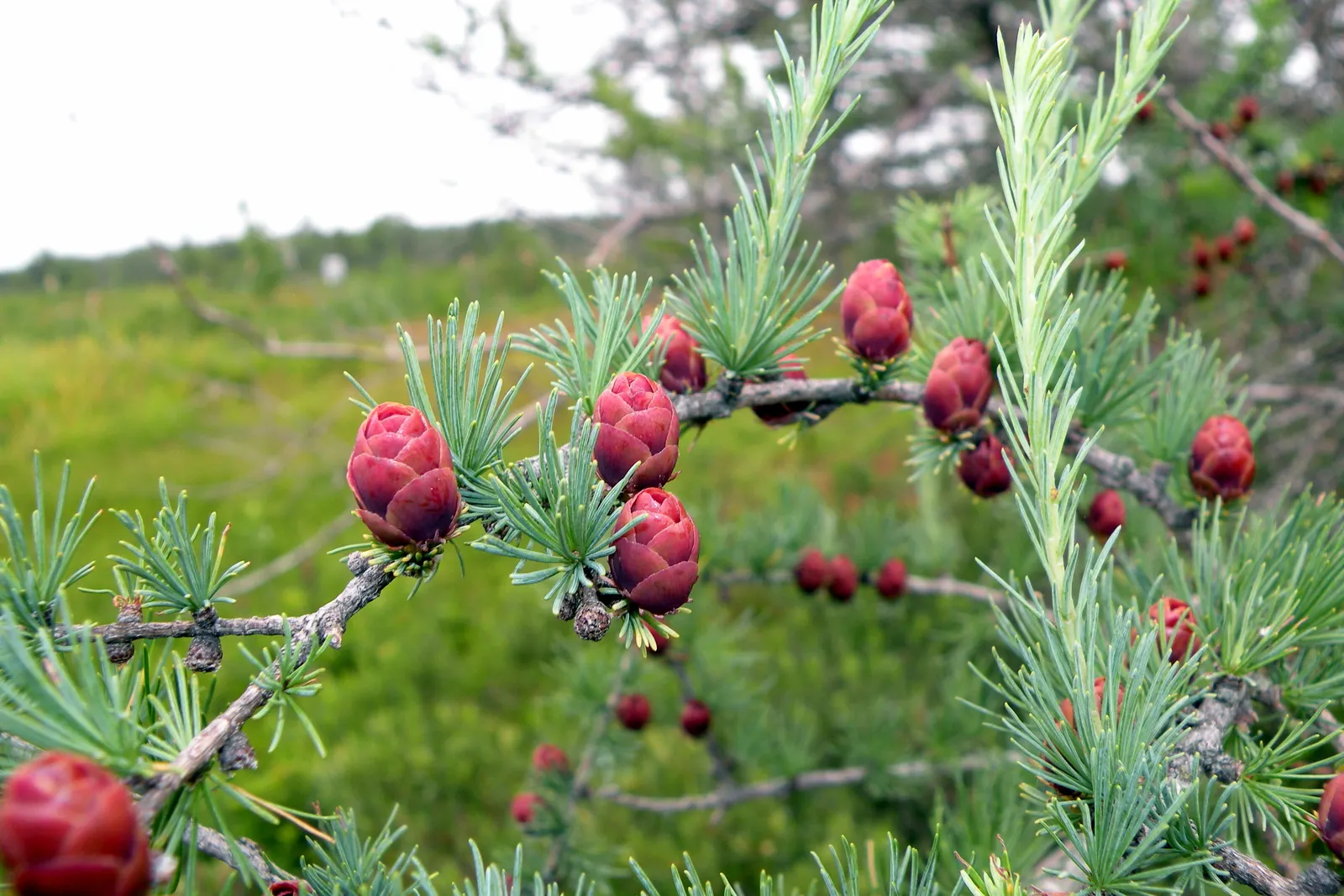 Tamarack (Larix Laricina) — soft needles measure about 0.5 to 1 inch long and are born in brush-like clusters