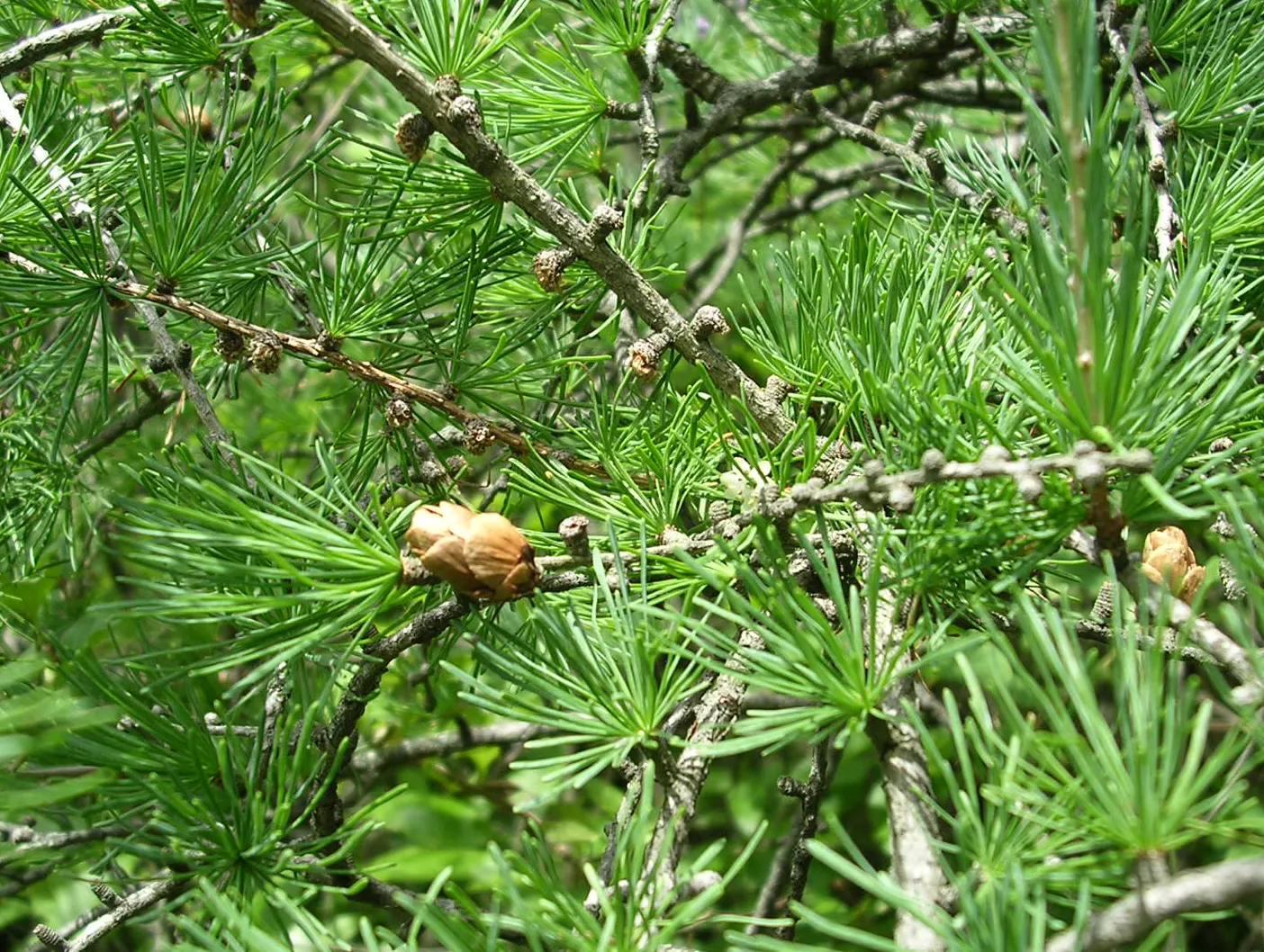 Tamarack (Larix Laricina) — Provides vertical interest and seasonal color in landscapes