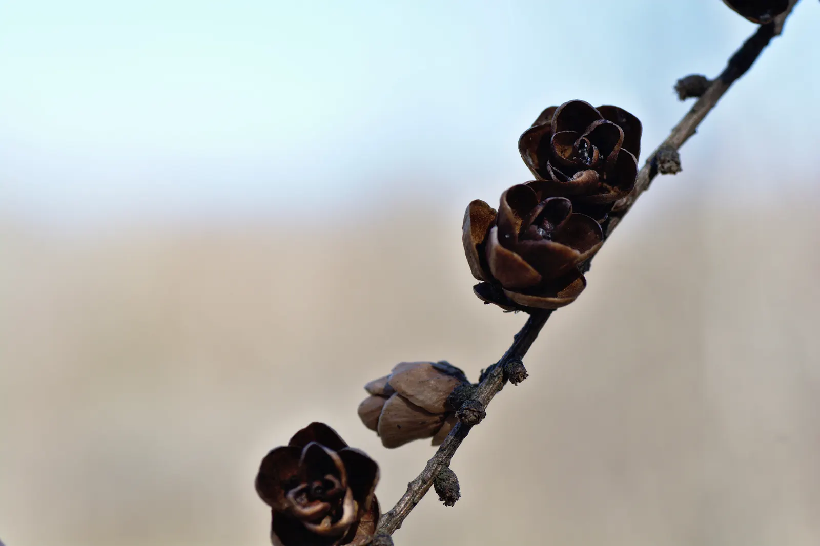 Tamarack (Larix Laricina) — is a deciduous conifer notable for its slender needles and pyramidal shape