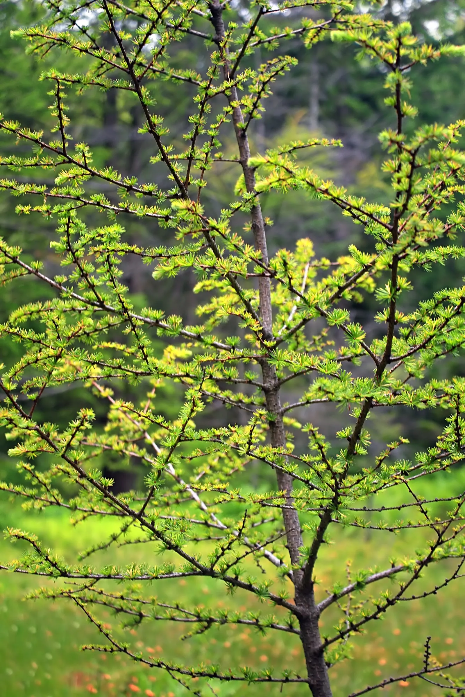 Tamarack (Larix Laricina) — Prefers full sun and well-drained acidic soil; while its fall coloration makes it an outstanding specimen for seasonal, image 55