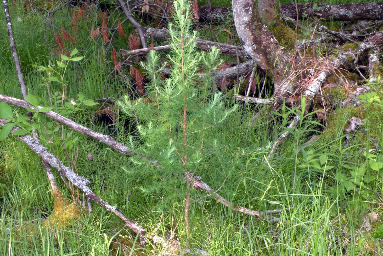 Tamarack (Larix Laricina) — soft needles measure about 0.5 to 1 inch long and are born in brush-like clusters; provides vertical interest and, image 63