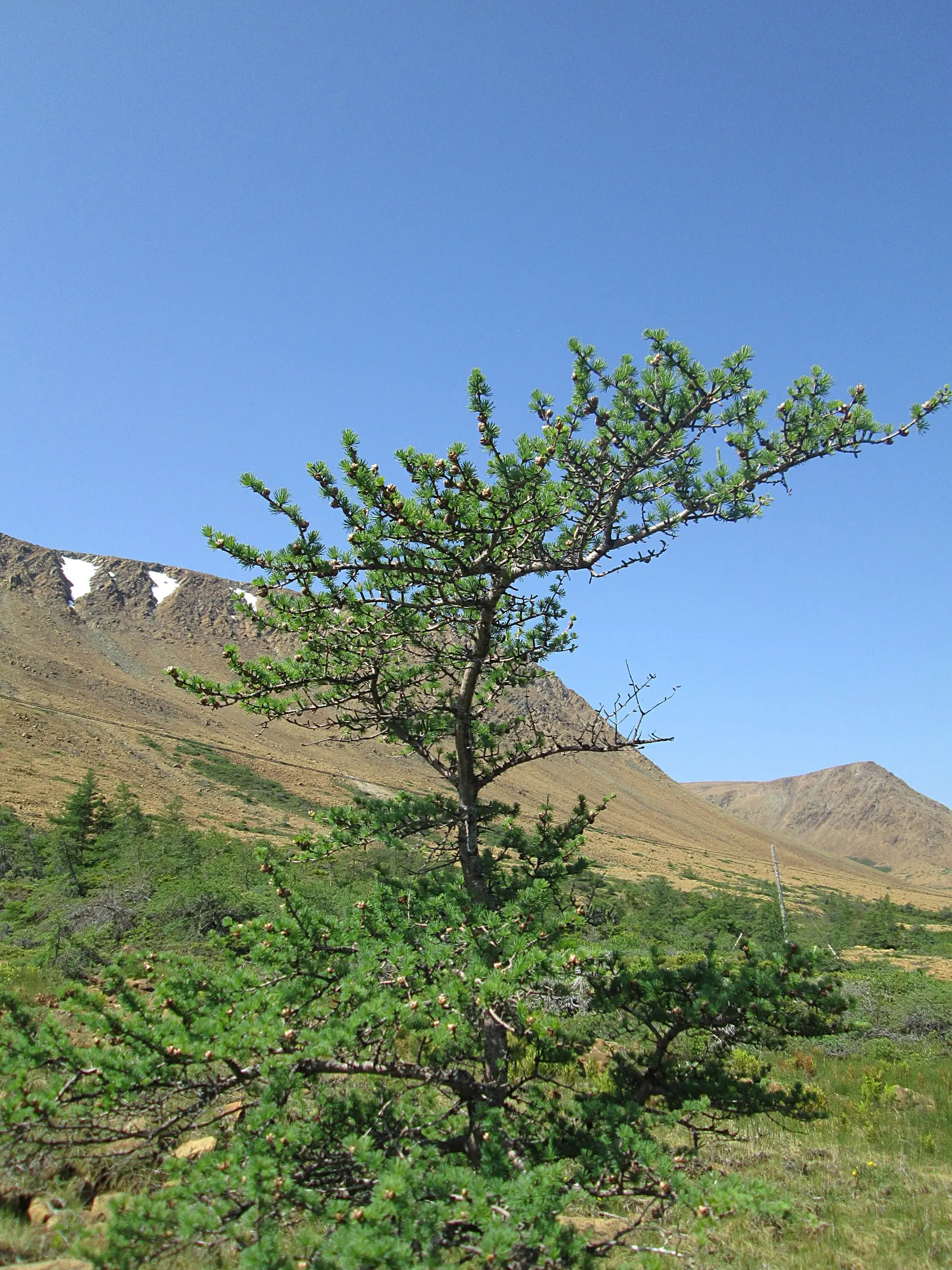 Tamarack (Larix Laricina) — the Tamarack adopts a narrowly conical shape