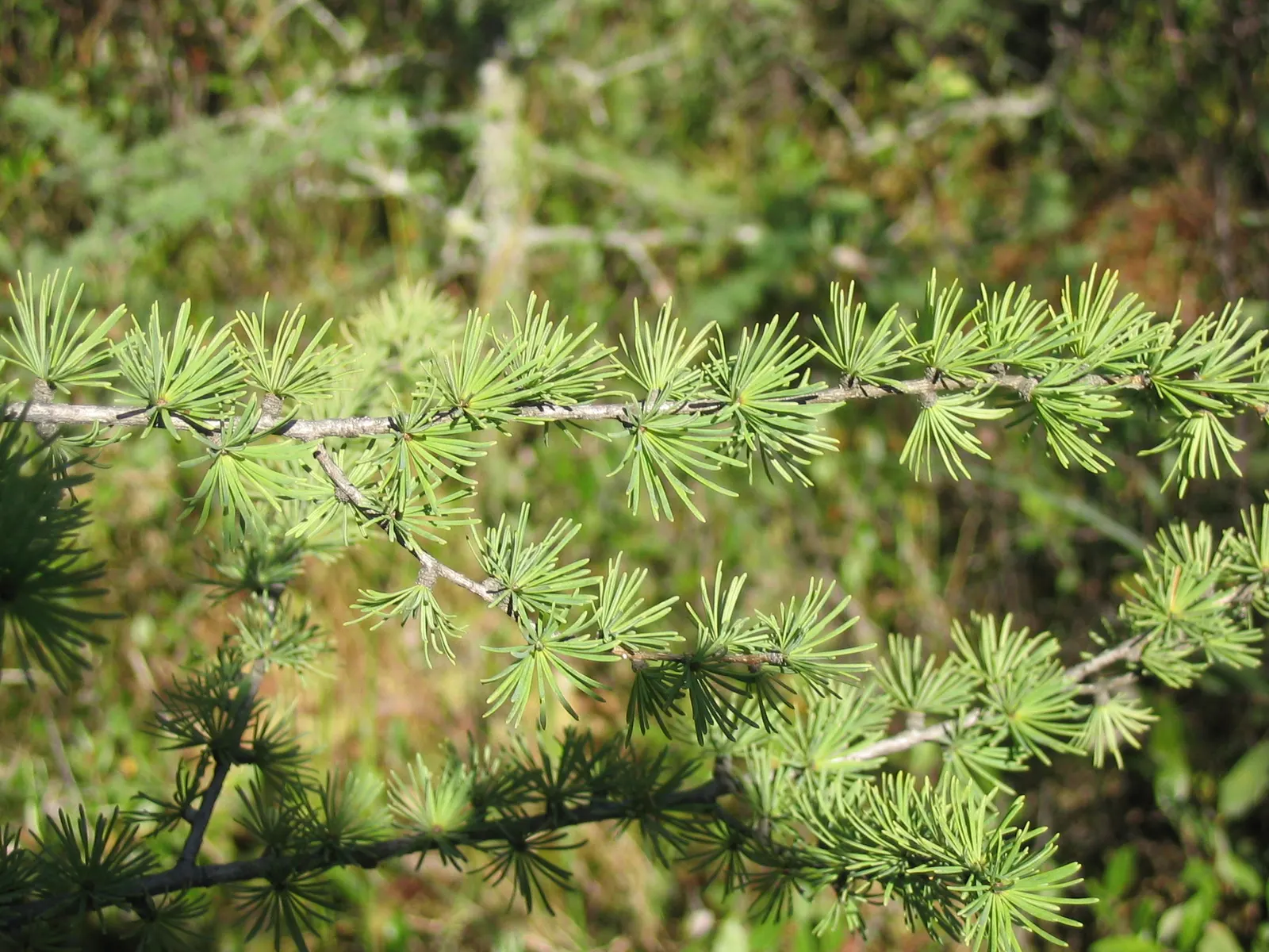 Tamarack (Larix Laricina) — the Tamarack's deciduous nature allows for interplay with light and space in winter months