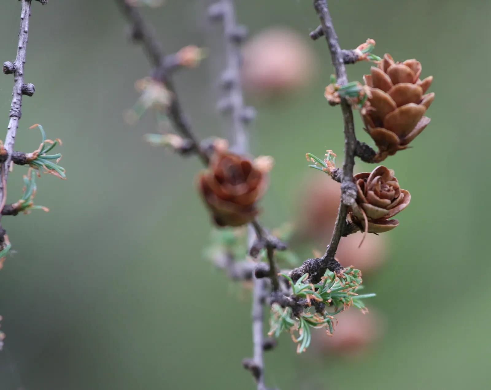 Tamarack (Larix Laricina) — Provides vertical interest and seasonal color in landscapes; soft needles measure about 0.5 to 1 inch long and are born in