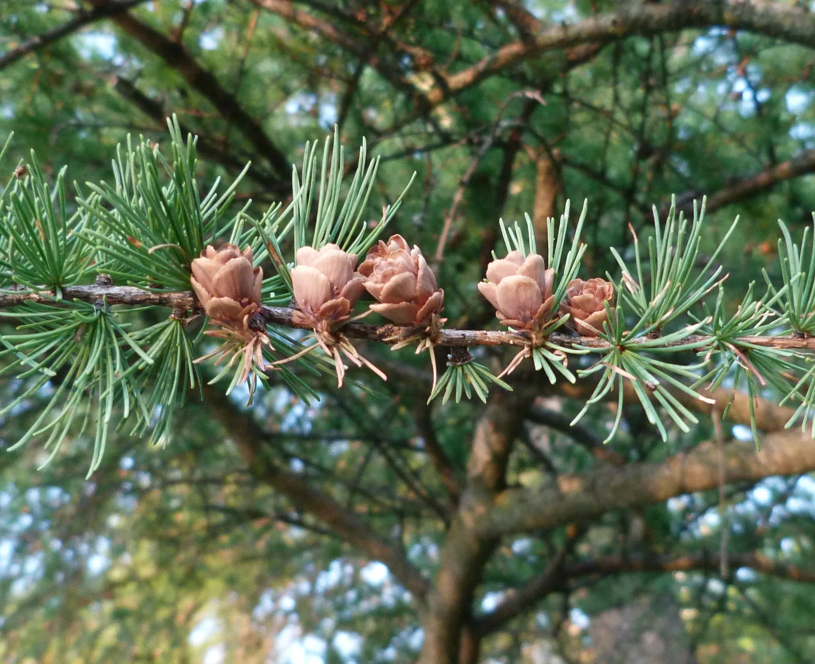 Tamarack (Larix Laricina) — reaching up to 50-75 feet tall; native to the cooler climates of Northern America, image 50