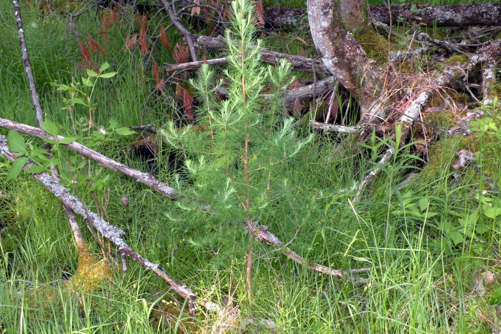 Tamarack (Larix Laricina) — Native to the cooler climates of Northern America; reaching up to 50-75 feet tall, image 59