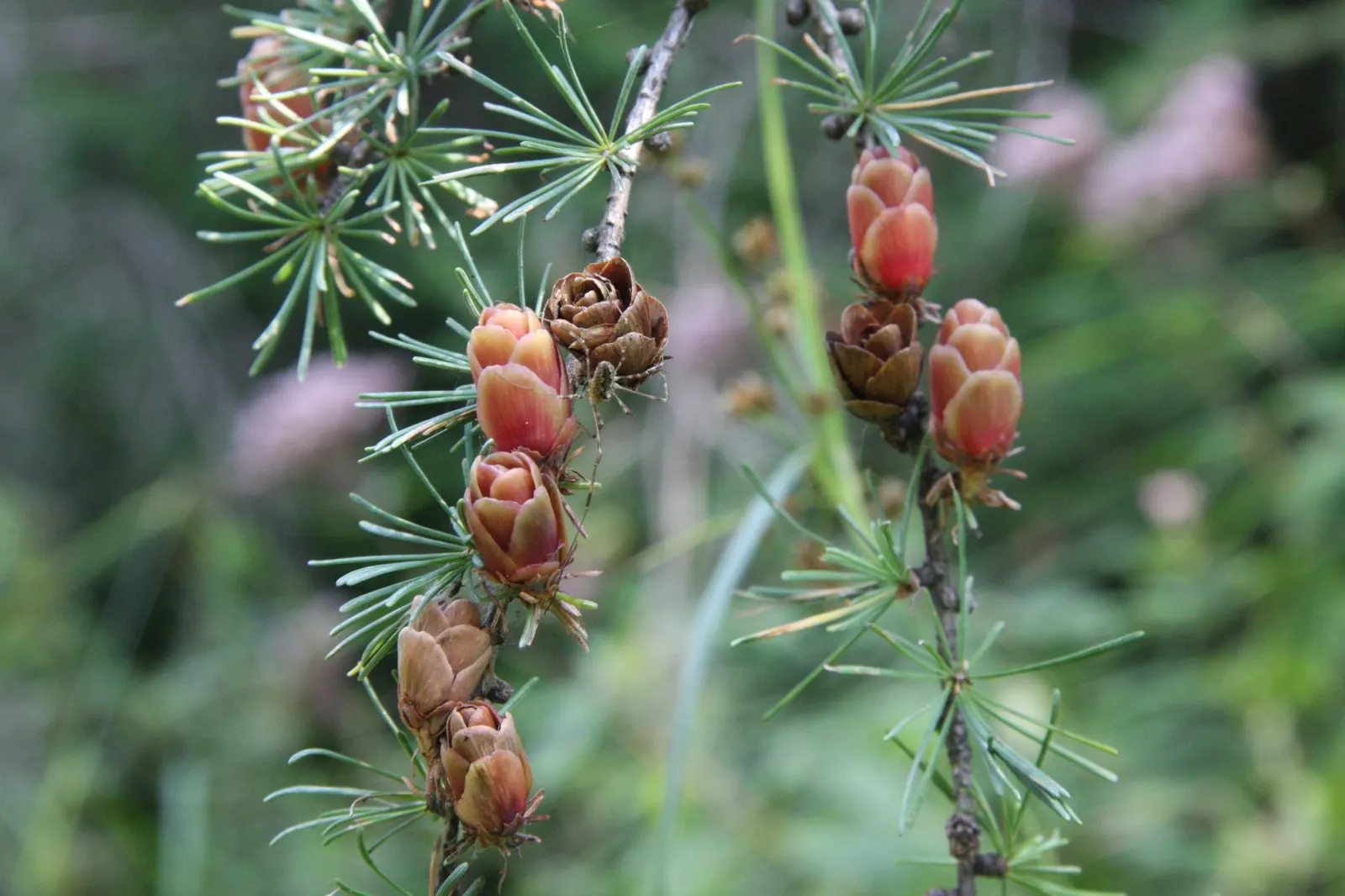 Tamarack (Larix Laricina) — this hardy tree thrives in USDA hardiness zones 2 through 5; is a deciduous conifer of unique character
