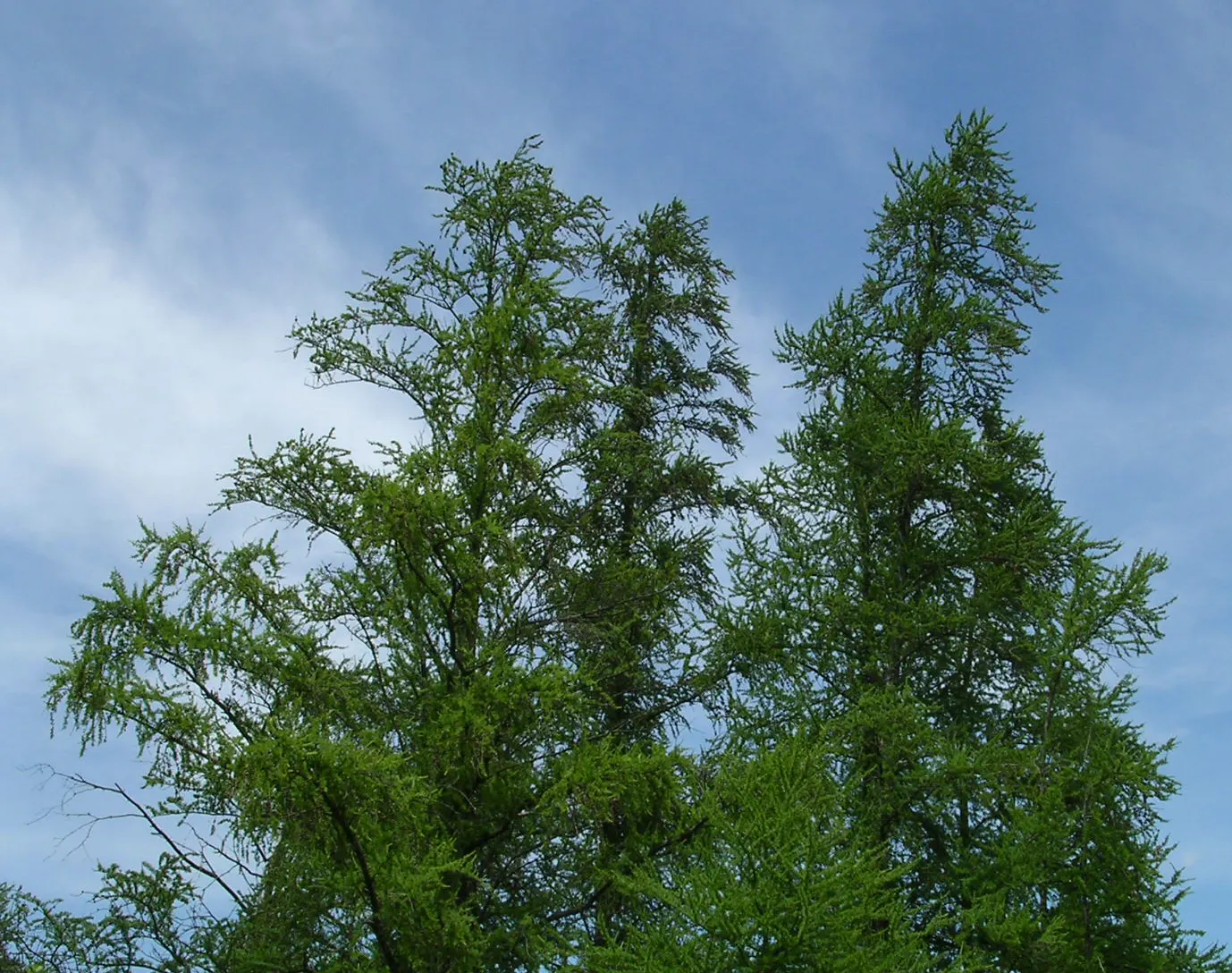 Tamarack (Larix Laricina) — scientifically known as Larix laricina; spring's bright green needles turn golden yellow in fall before shedding, image 56