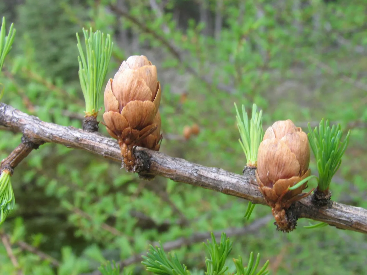 Tamarack (Larix Laricina) — is a deciduous conifer of unique character