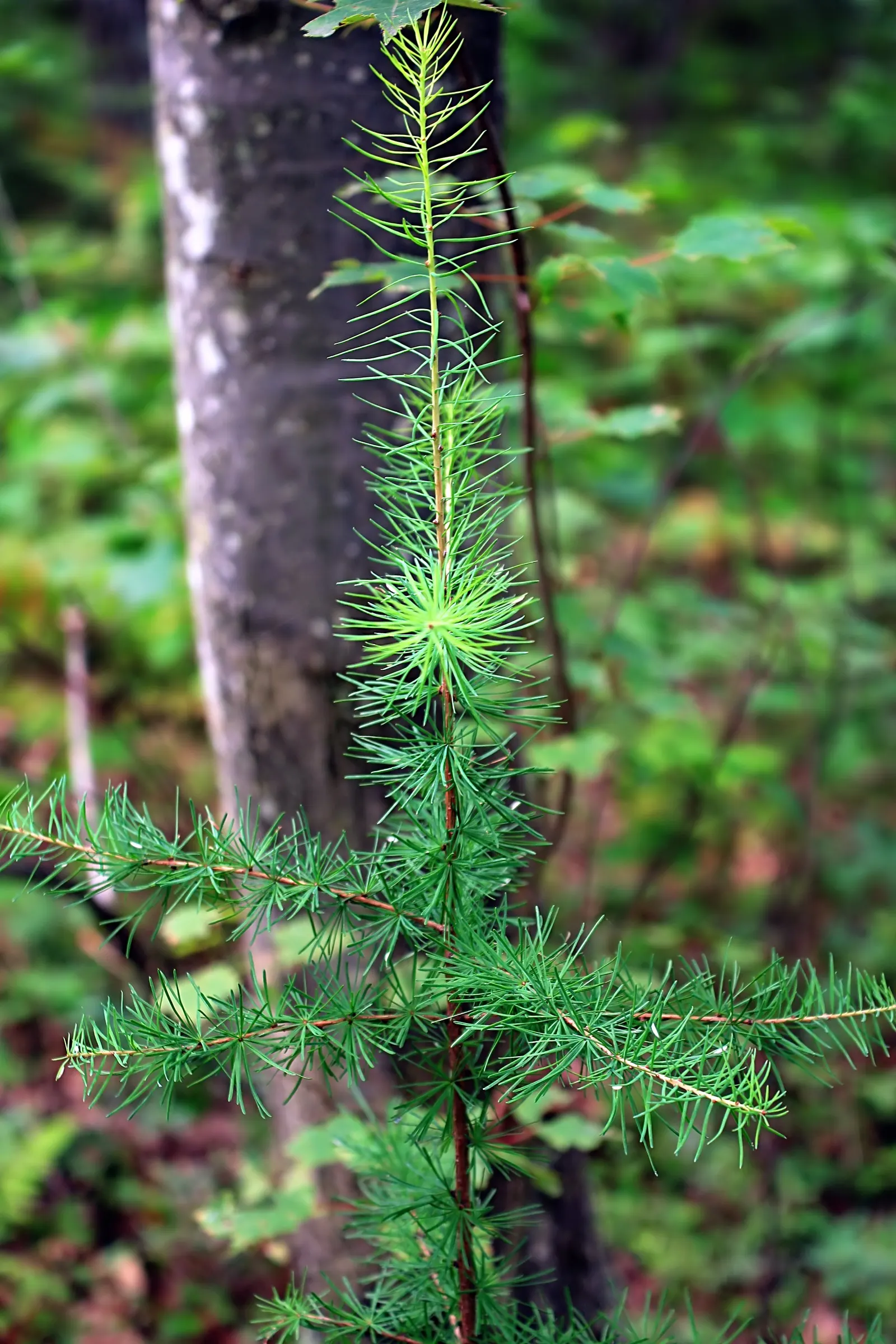 Tamarack (Larix Laricina) — making it a striking vertical element in the landscape