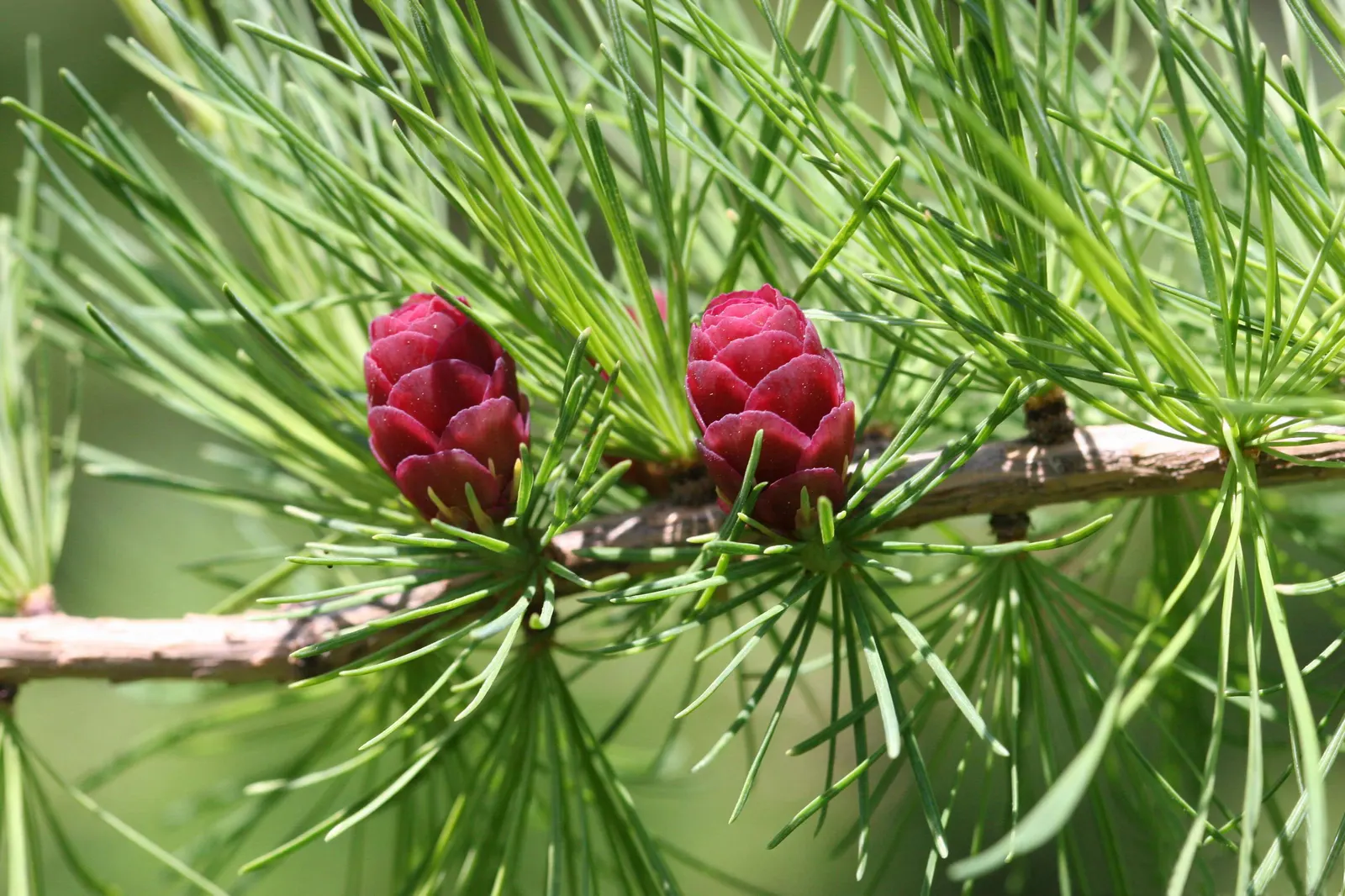 Tamarack (Larix Laricina) — while its fall coloration makes it an outstanding specimen for seasonal displays; prefers full sun and well-drained acidic soil