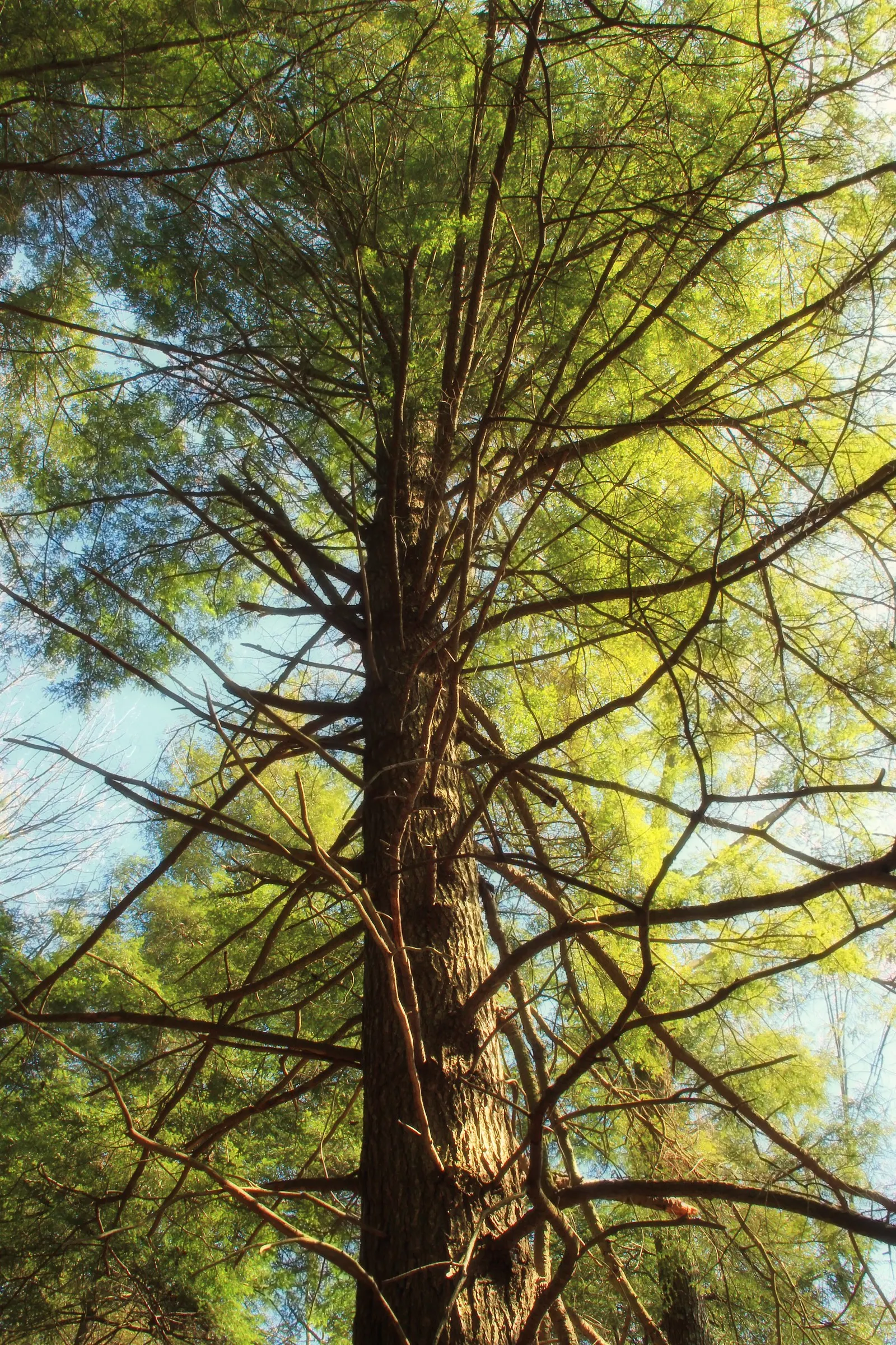 Tamarack (Larix Laricina) — scientifically known as Larix laricina
