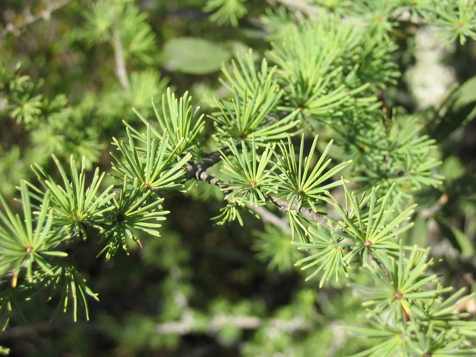 Tamarack (Larix Laricina) — conifer / tree for full