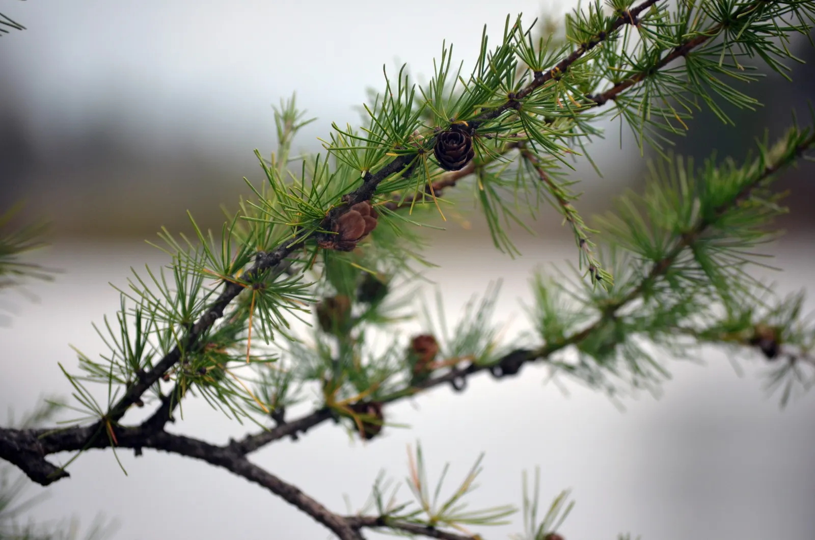 Tamarack (Larix Laricina) — the Tamarack adopts a narrowly conical shape; shifting from a bright green in spring to a golden yellow in fall before dropping