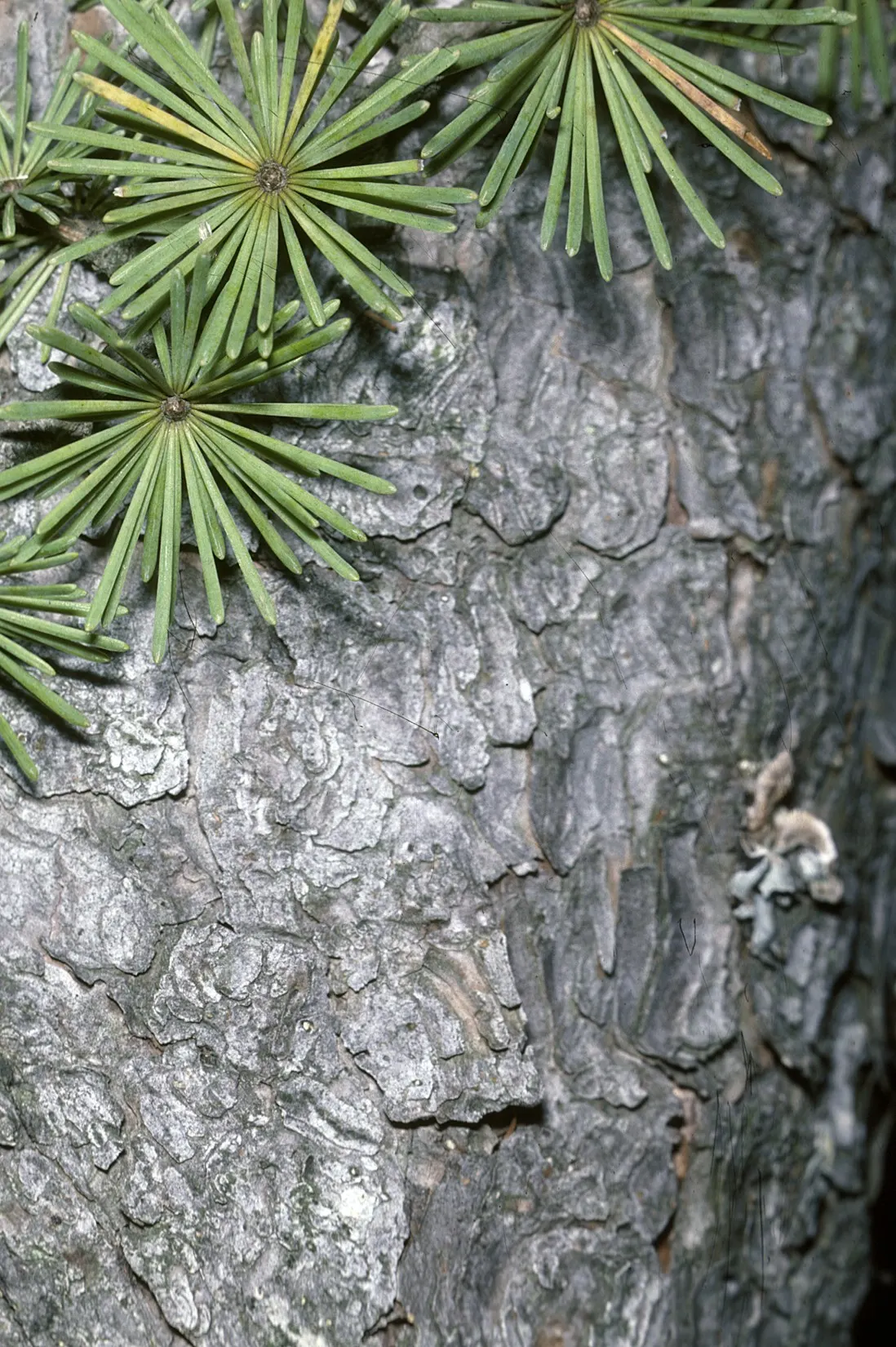 Tamarack (Larix Laricina) — soft needles measure about 0.5 to 1 inch long and are born in brush-like clusters; provides vertical interest and seasonal color in