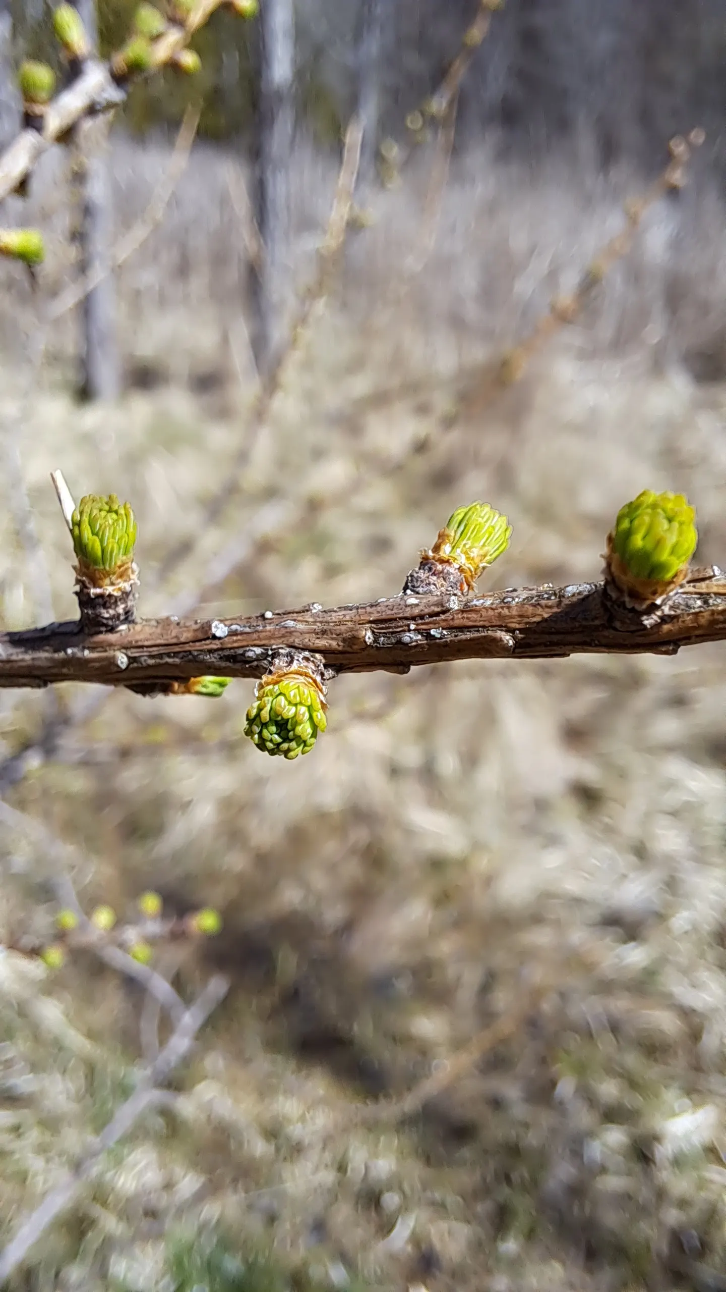Tamarack (Larix Laricina) — making it an excellent choice for boggy or poorly drained areas