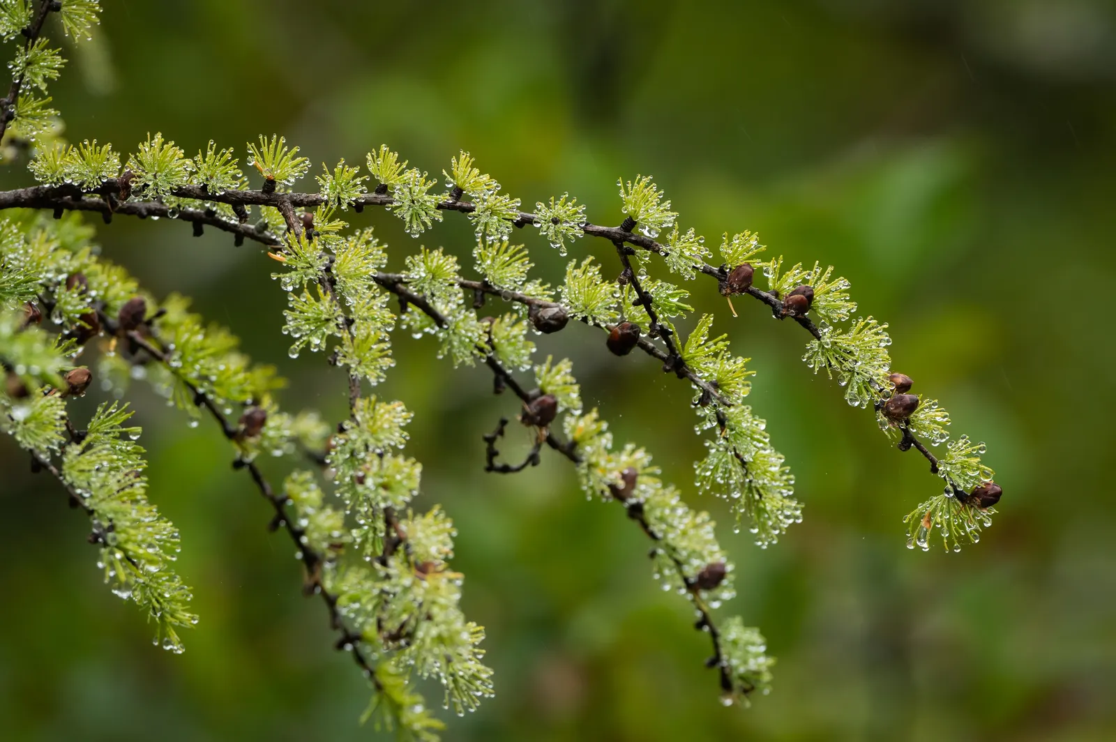 Tamarack (Larix Laricina) — conifer / tree for full; the Tamarack's deciduous nature allows for interplay with light and space in winter months