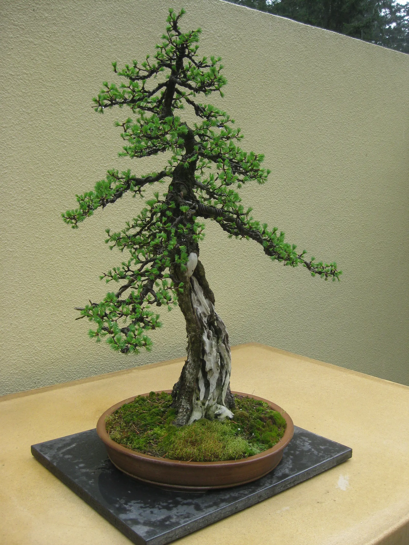 Tamarack (Larix Laricina) — providing dynamic visual interest throughout the seasons; it is a relatively fast-growing tree