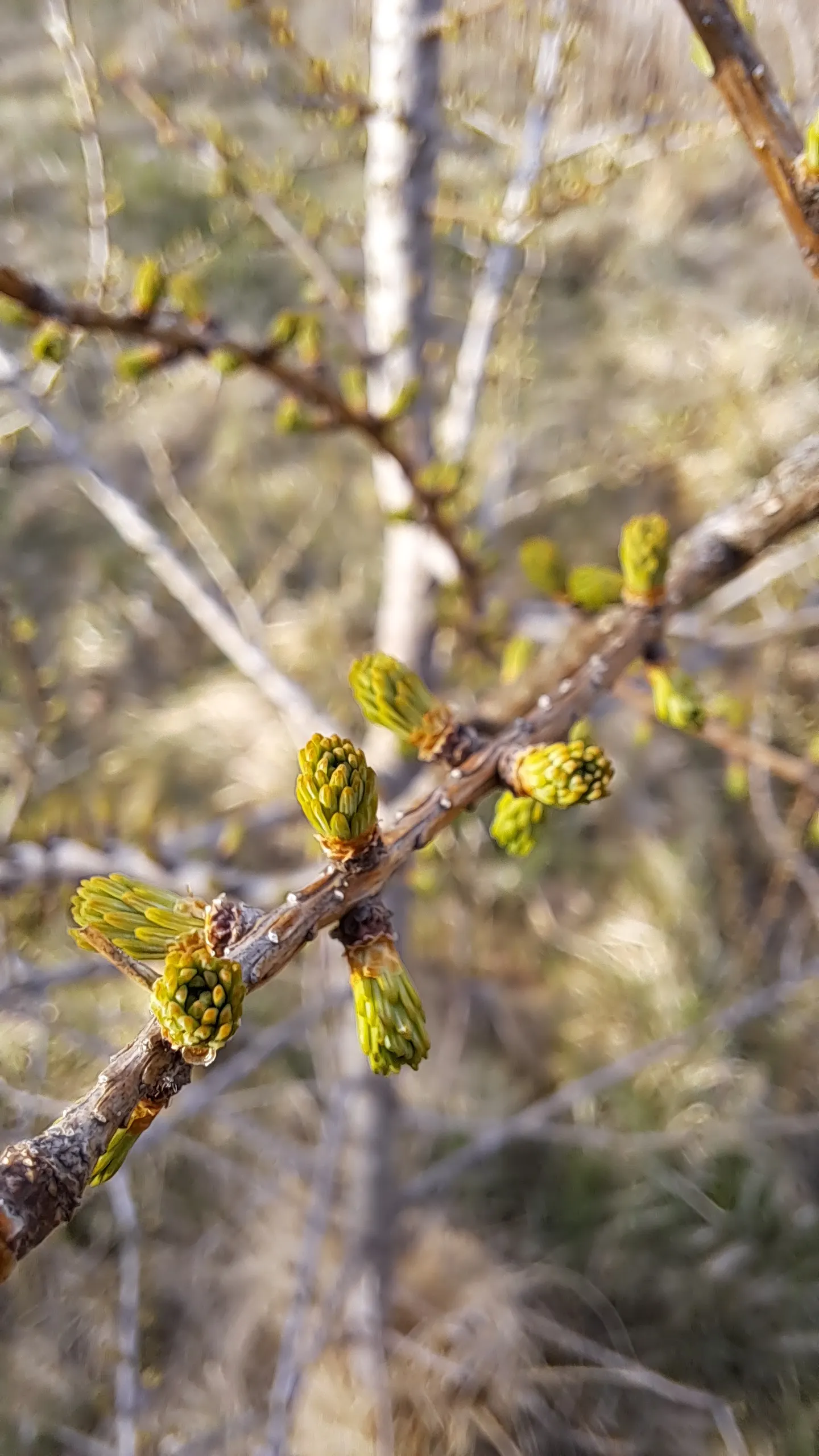 Tamarack (Larix Laricina) — Spring's bright green needles turn golden yellow in fall before shedding