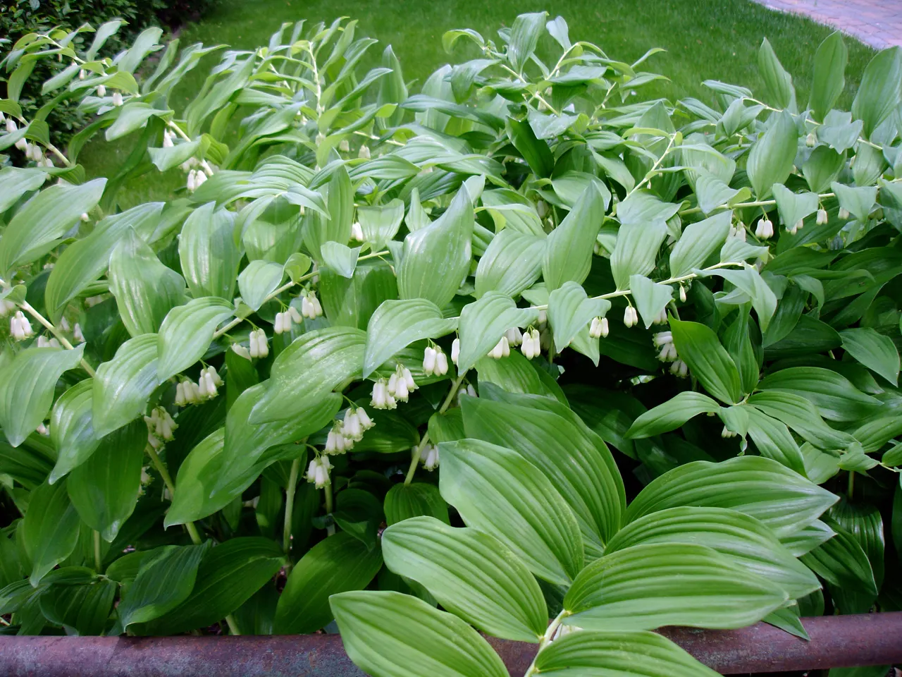 White Bleeding Heart (Dicentra Spectabilis Alba) — is an enchanting perennial boasting arching stems adorned with heart-shaped