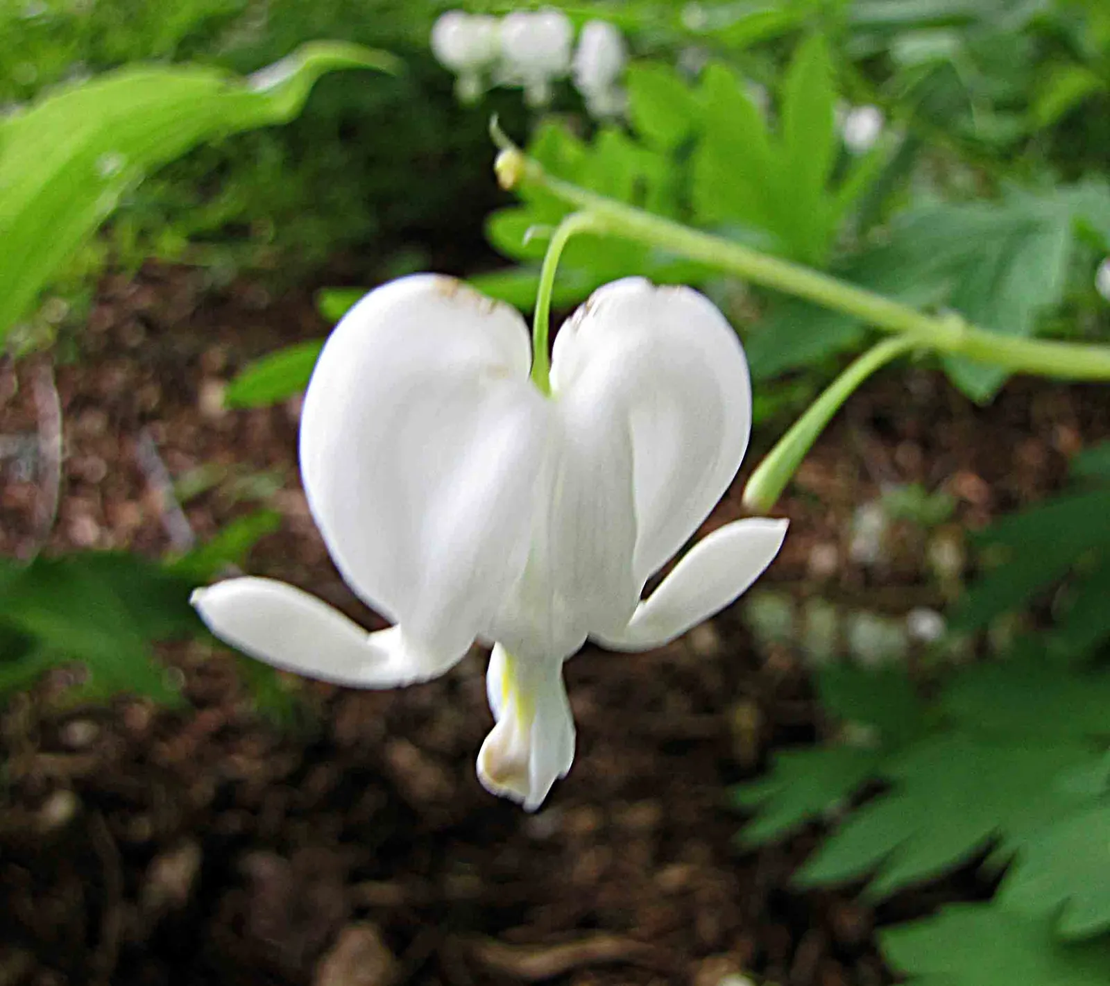 White Bleeding Heart (Dicentra Spectabilis Alba) — For a serene garden display, pair with other shade-lovers