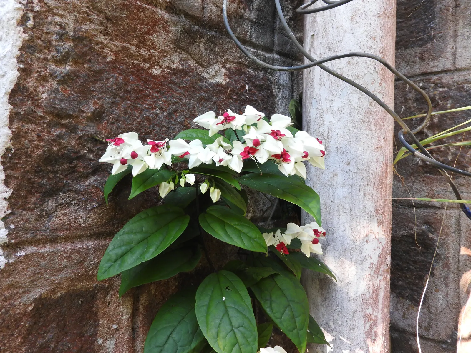 White Bleeding Heart (Dicentra Spectabilis Alba) — scientifically named Dicentra spectabilis 'Alba'