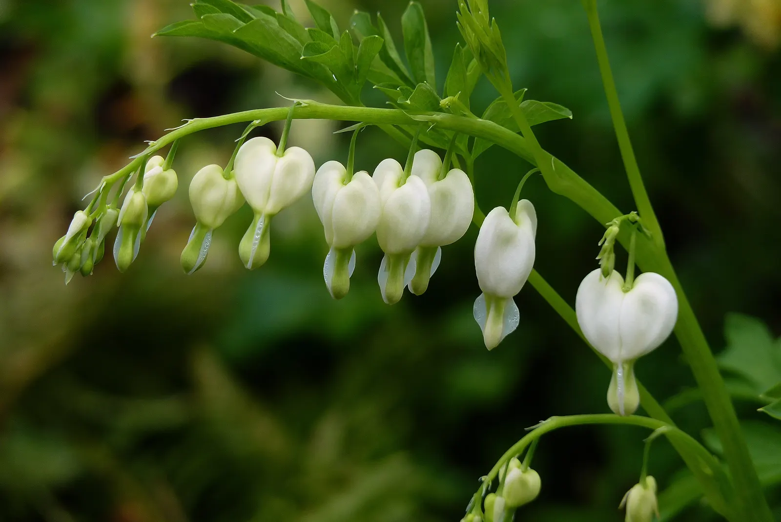 White Bleeding Heart (Dicentra Spectabilis Alba) — though it is important to avoid waterlogged conditions to prevent root rot