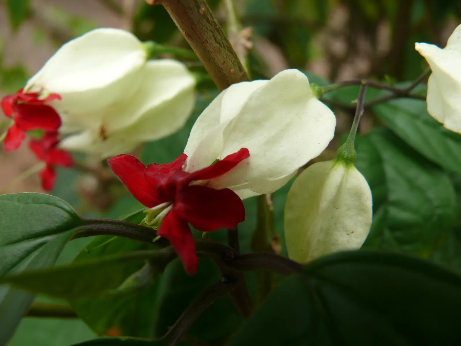 White Bleeding Heart (Dicentra Spectabilis Alba) — Thriving in part-shade, it reaches 2-3 feet in height and width, preferring moist, well-drained soil